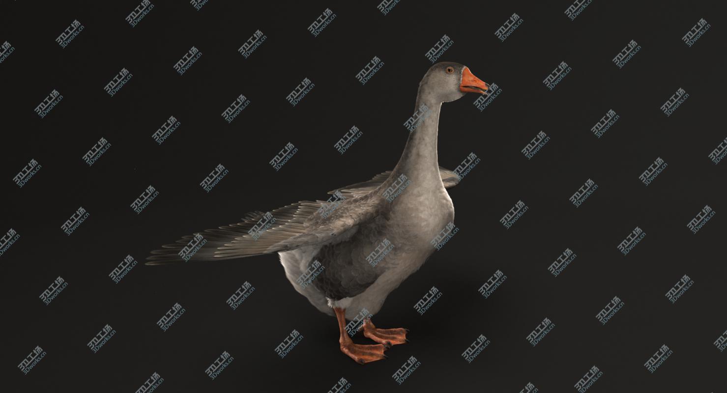 images/goods_img/2021040162/3D Domestic Goose model/4.jpg
